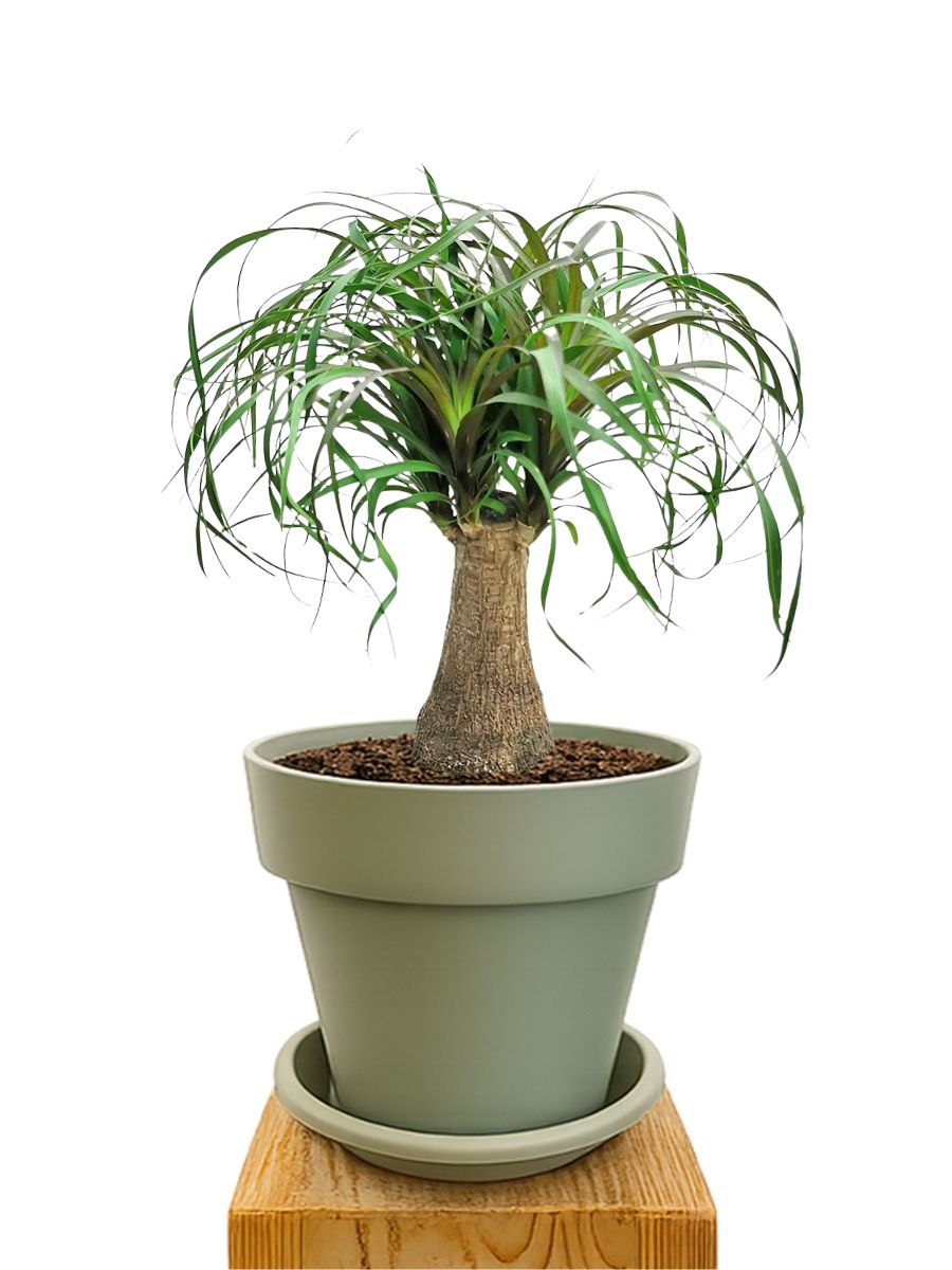 Kit de plantation 20 Vert